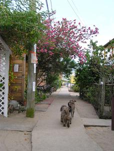 Placencia